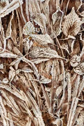 Krispiga, frostiga löv