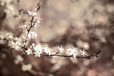 Ömtåliga blommor på grenarna