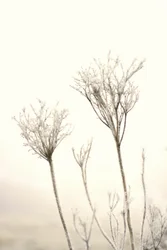 En mild vinterfrost