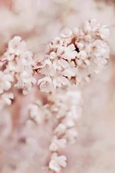Drömlika körsbärsblommor