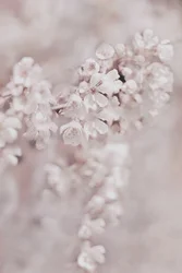 Drömlika rosa blommor