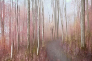 Den drömlika rosa skogen