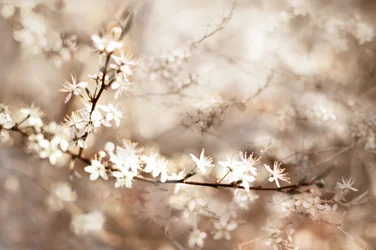 Drömlika vita blommor