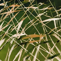 Naturens dynamiska skönhet