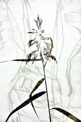 Elegant vasssilhuett