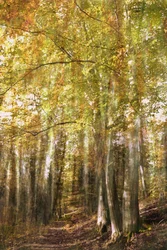 Stigen genom den förtrollade skogen