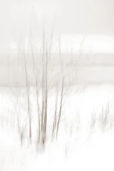 En drömlik vinterskog