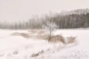Frostklätt vinterträd