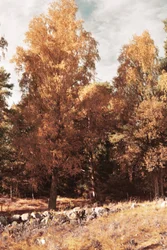 Den gyllene höstskogen