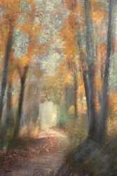 Gyllene höststig i skogen