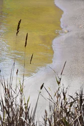 Golden Shore-vass
