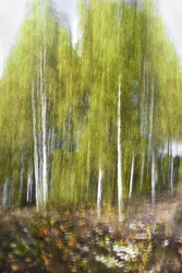 Sammanfattning av skogen med grön björk