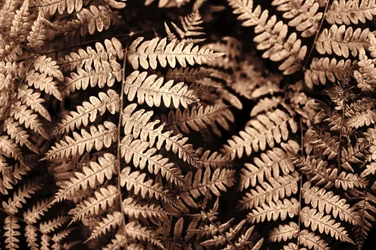 Intrikata ormbunkar i sepia