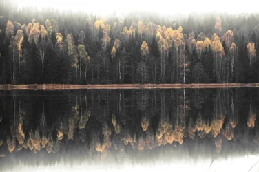 Dimhöljd höstspegelbild