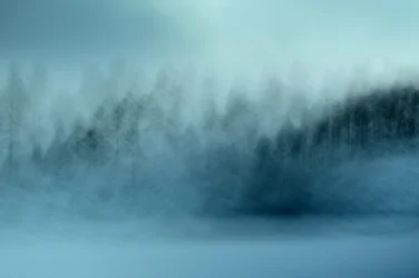 Den dimmiga blå skogen