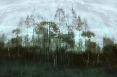 Drömmen om den dimmiga skogen