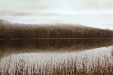 Reflektioner i den dimmiga skogen