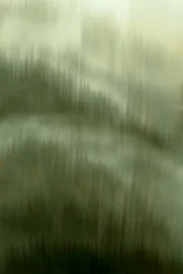 Lugnet i den dimmiga skogen