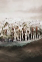 Lugnet i den dimmiga skogen