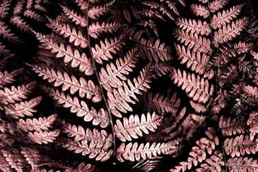 Stämningsfulla rosa ormbunkar