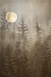 Vinterskog i månskenet