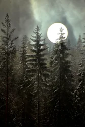Vinterskog i månskenet