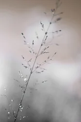 Morgondagg