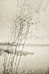 Rustik botanisk studie