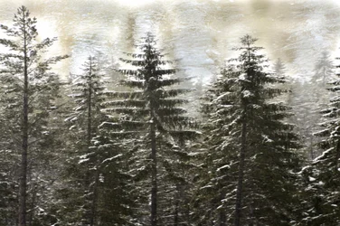 En snöig vinterskog