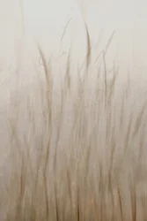 Mjuk beige gräs