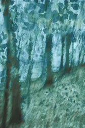 Mjuk blågrön skog
