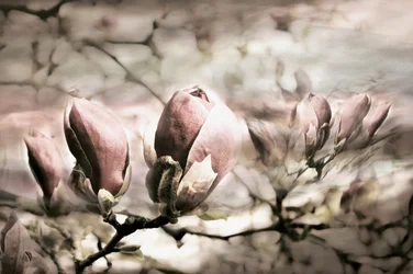 Soft Magnolia Buds