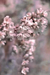Mjuka rosa blommor