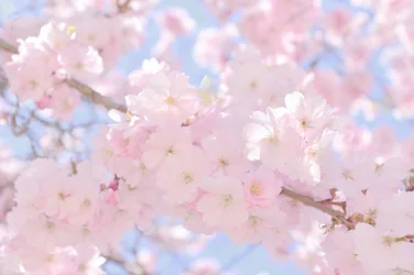 Mjukt rosa körsbärsblommor