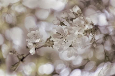 Mjuka vårblommor