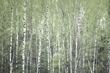 Vår i björkskogen