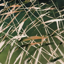 ”Viskande vass” – Sammanfattning