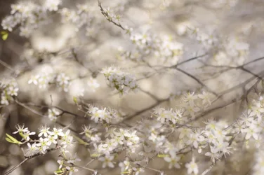 Vita vårblommor