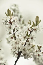 Vita vårblommor