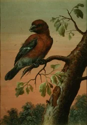 En papegoja på en gren, (gouache),(se även 60076)