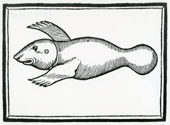 En fisk kallad "Manati" från "la Historia general de las Indias" 1547