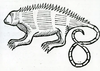 Leguan från "la Historia general de las Indias" 1547