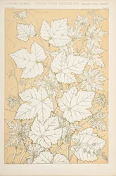 Löv från naturen, 1868 (chromolitho)