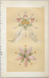 Konsten att dekorativ design: med en bilaga, som visar de timmar på dygnet då blommor öppnar, publicerad av Day & Son, London, 1862