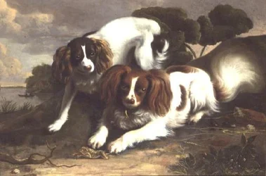 Två King Charles Spaniels som leker med en groda