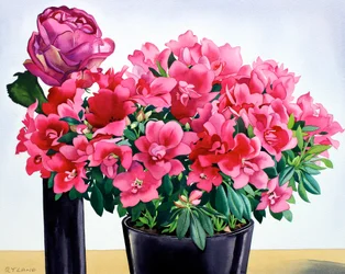 Azalea Rose