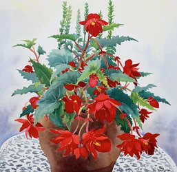Begonia (akvarell på papper)