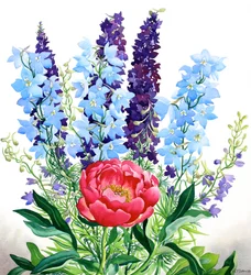 Blå Delphiniums