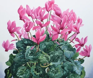 Cyclamen porträtt