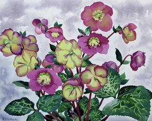 Helleborus (2)swed
